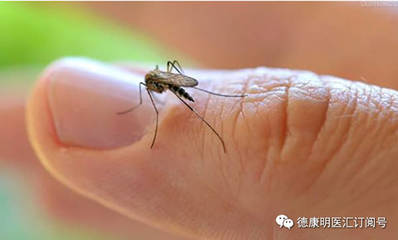 夏日防蚊大作战，这些天然驱蚊法快收藏