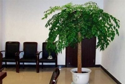 如何让绿植长得更茂盛，这些知识要知道