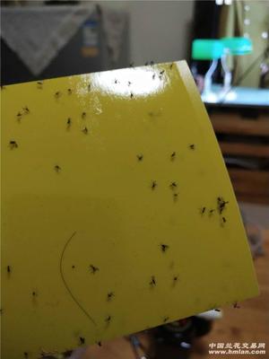 家里有小飞虫困扰？试试这些驱赶妙招