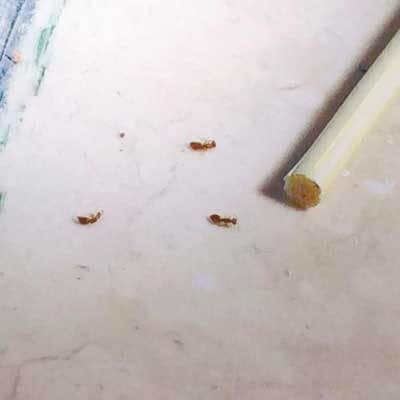 家里有蚂蚁困扰？这些办法帮你赶走它们