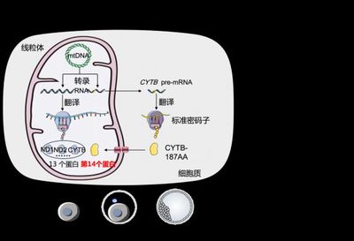 我国科学家牵头人体蛋白质组国际大科学计划