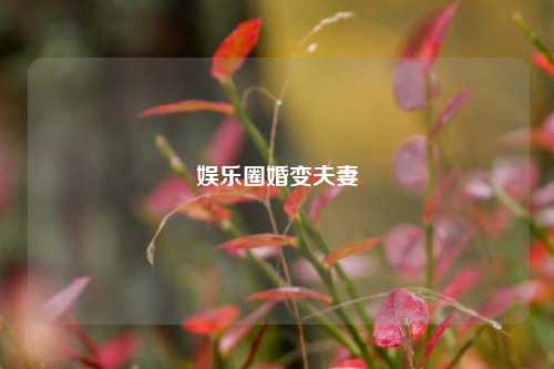 娱乐圈婚变夫妻