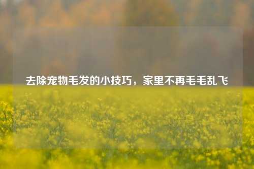 去除宠物毛发的小技巧，家里不再毛毛乱飞