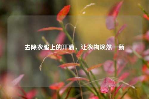 去除衣服上的汗渍，让衣物焕然一新