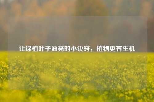 让绿植叶子油亮的小诀窍，植物更有生机